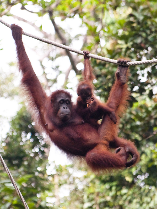Orangutan with baby